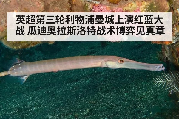 英超第三轮利物浦曼城上演红蓝大战 瓜迪奥拉斯洛特战术博弈见真章